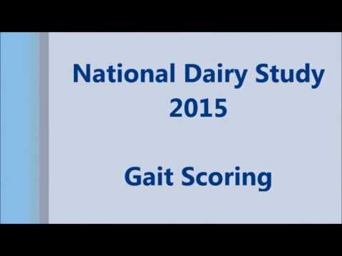 Dairy Cattle Lameness Assessments