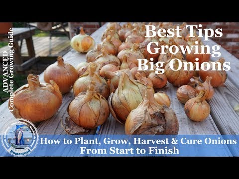 TIPS to Grow BIG Onions | BIG Harvest | Hollis and Nancys Homestead