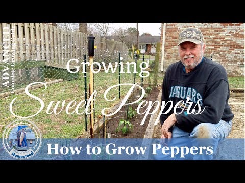 How to Grow SWEET Peppers (Seed to Harvest) | Hollis and Nancys Homestead