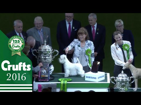Best In Show Through The Years | Crufts