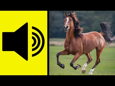 Animals - Sound Effects
