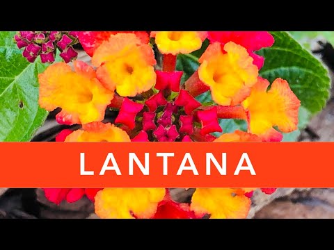 Lantana Plant | Butterfly Garden