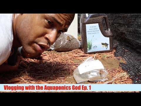 vlogging with the aquaponics god