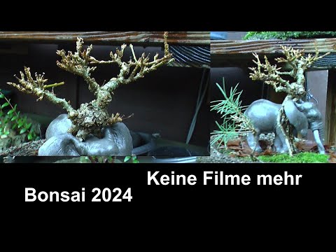 Bonsai 2024 Detlef Römisch