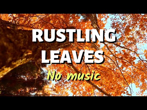 Fall Scenes - No Music