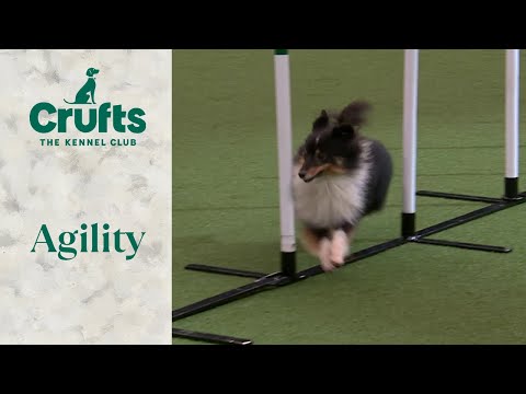 Agility at Crufts 2024