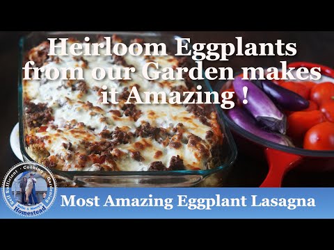 How to grow Eggplants (Seed to Harvest) | Hollis and Nancys Homestead