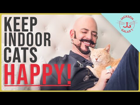 KEEP YOUR CAT HAPPY