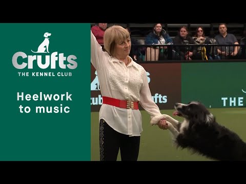 Heelwork To Music at Crufts 2023