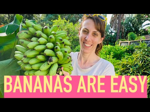 Growing Bananas is Easy