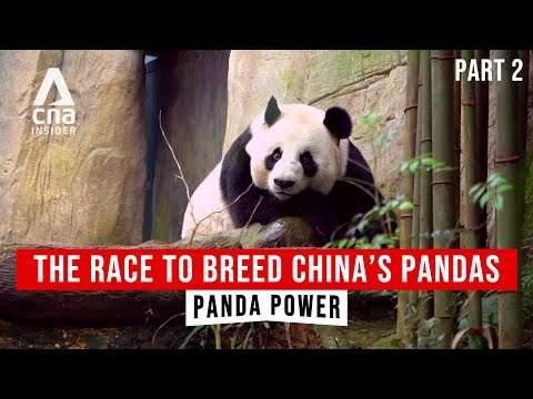 Panda Power | Full Episodes