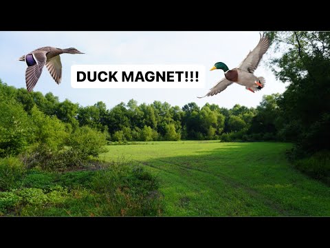 Duck Hole Management