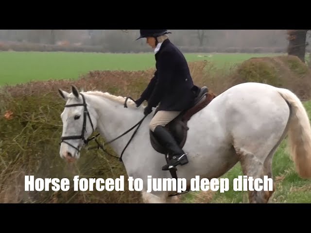 Horse forced to jump deep ditch