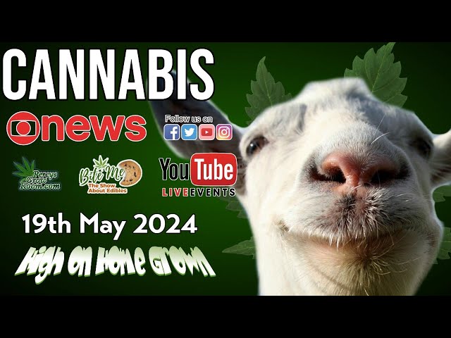 Win Free Cannabis Seeds | UK Hypocrisy and Corruption | Can Scotland legalise without UK? | News 115