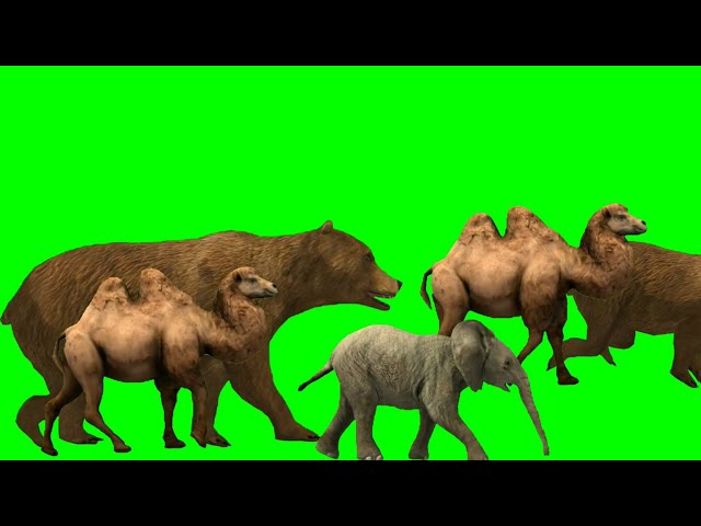 animal stampede snow | animal zoo escape green screen