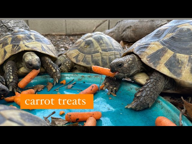Odd small clutch of Eastern Hermann’s Tortoise Eggs + Carrot treats!!!