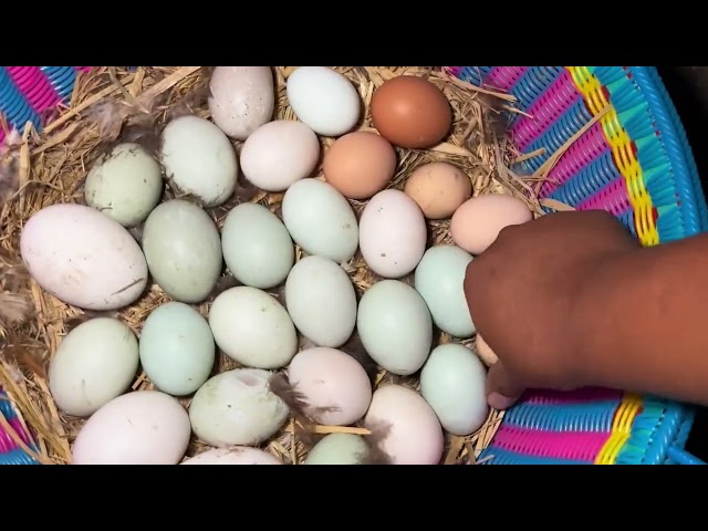 Farm Life | Breeding chickens and harvesting chicken eggs, duck eggs, muscovy duck eggs in the farm