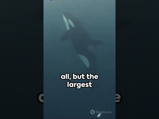 Orca: The Deadly Ocean Predator