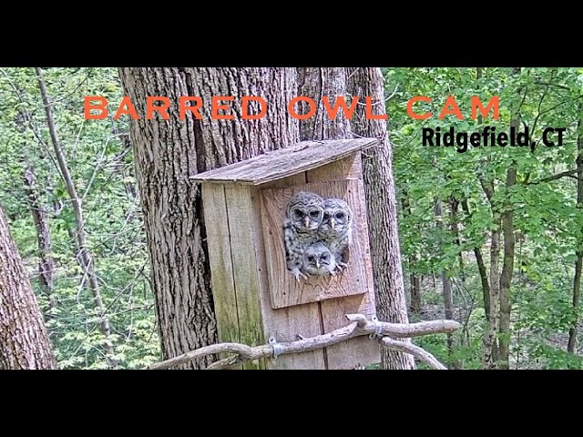 Barred Owl Cam | Outside View | Ridgefield, CT