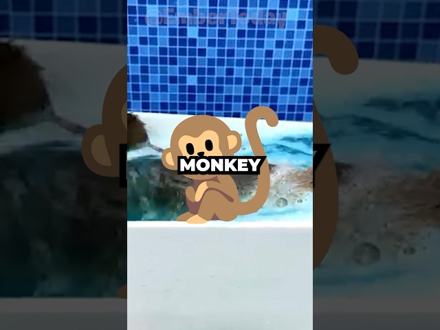 MONKEY HAD HIS FIRST BATH 🥹 #shorts