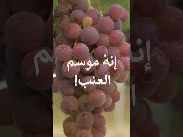 موسم حصاد العنب في اليمن 2021