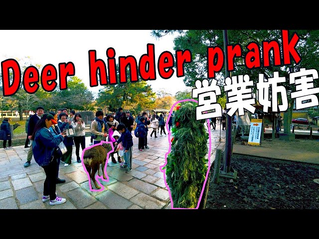 11. Bushman Prank: How deer hinder Bushman prank, Japanese Reactions at Nara Park奈良公園ドッキリ：鹿の営業妨害