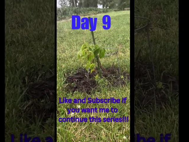 10th!!!   Day of Growing A Maple Tree!!! #nature #tree #rain