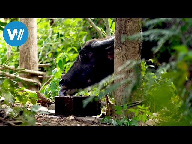 Laos - Futterblöcke und Büffel-Leasing (ARTE 360° Reportage)