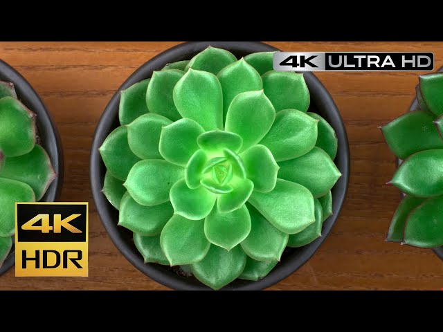 4K DEMO | Samsung Demo QLED Q Color RGB HDR | OLED Demo 60FPS