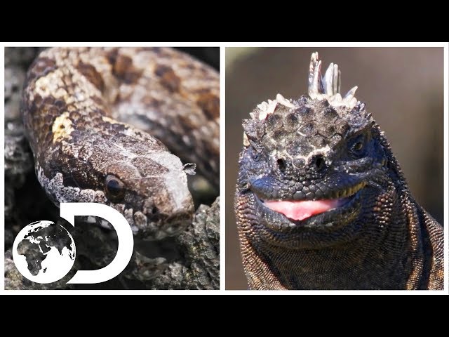 Marine Iguana vs. Galapagos Racer: Which Animal Do You Think Will Win? | Discovery UK