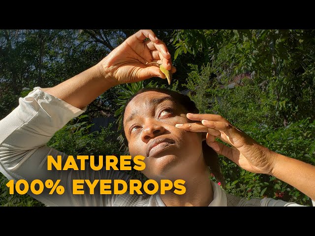 DONKEY PEE PEE ! EYE DROPS FROM NATURE Spathodea Campanulata |Jamaican Donkey Pee Pee #eyedrops