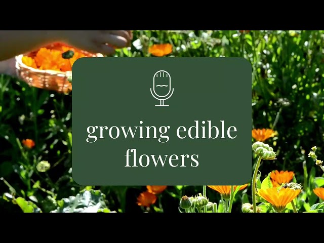 Edible flowers - beginner gardening advice - Rooting for You Podcast Season 3 Episode 11