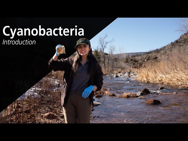 Cyanobacteria in Zion National Park: Introduction