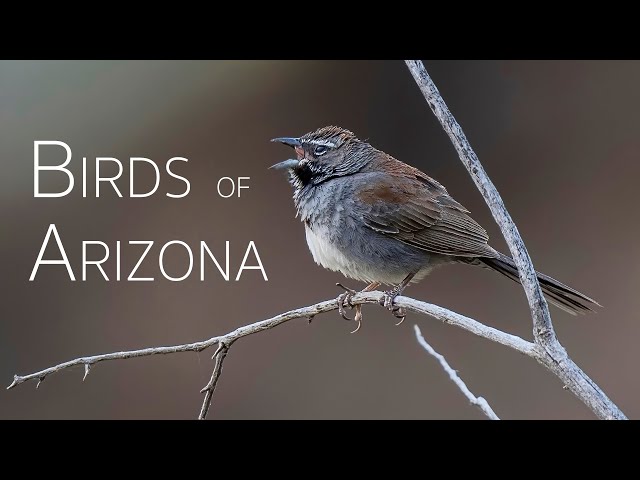 Feathers and Flights: The Magic of Southeast Arizona | Birds of Arizona