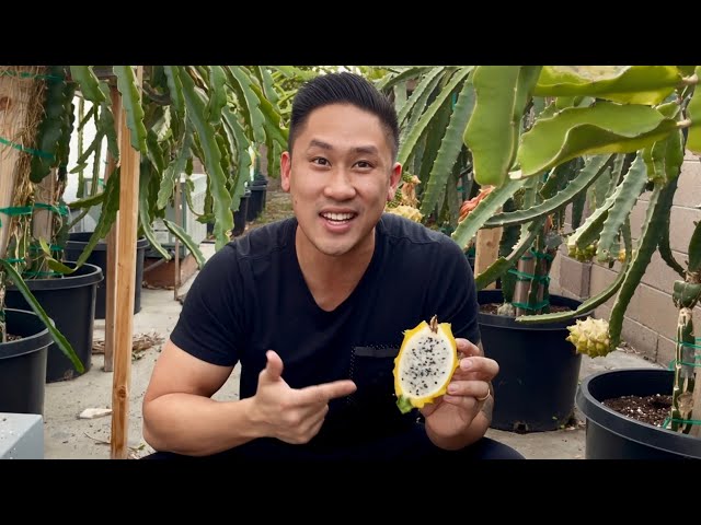 How to Graft a Dragon Fruit Seedling Part 12 (HARVEST DAY!)