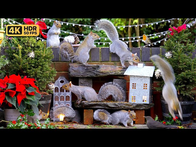 [NO ADS] Cat TV for Cats to Watch 😸 Birds & Squirrels at Christmas 🕊️🐿️ Bird Videos & Cat Games
