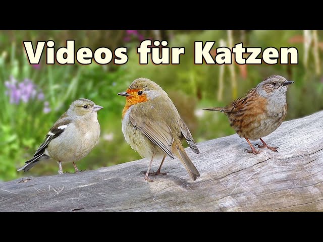 Videos für Katzen Zum Spielen ~ Vögel im Wunderland ⭐ Katzenfernsehen Vögel ⭐
