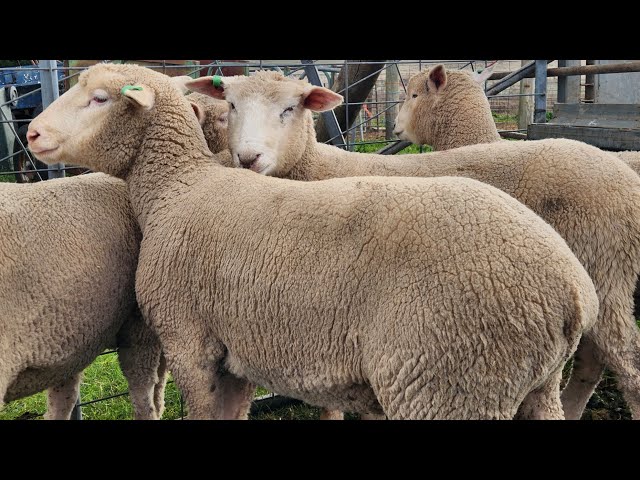 Choosing a Lamb To butcher (Identifying A Lamb Is Safe To Eat)