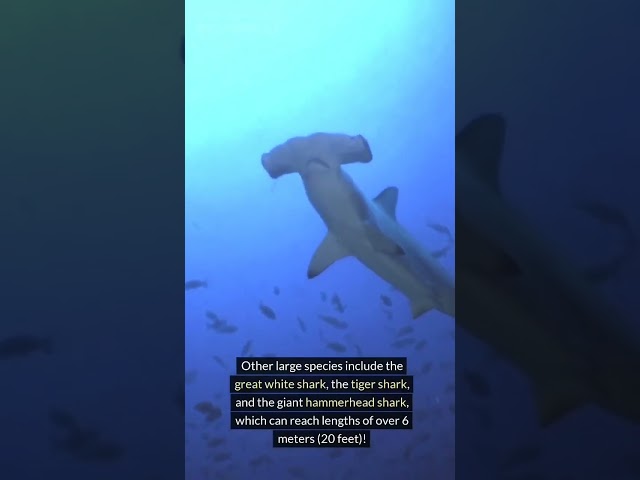 AMAZING SHARKS!
