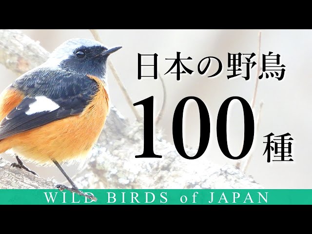 (SUB) Introduction of Japanese Wild birds - 100 species