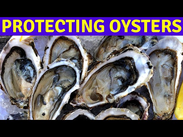 How to recognize and treat a shell-boring marine worm pest in oyster aquaculture