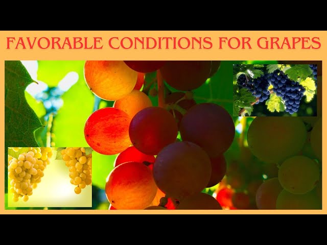 Favorable conditions for grapes #grape #favorable #condition