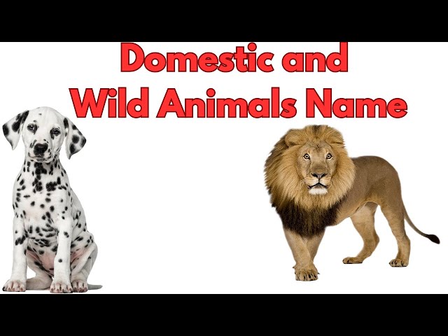 Domestic Animals Name and Wild Animals Name #animals