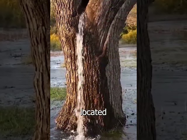 Why water flows through the trees