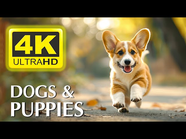 DOGS & PUPPIES in 4K - Let's Enjoy Rare Cute and Happy Moments of Baby Wildlife - Relaxing Music