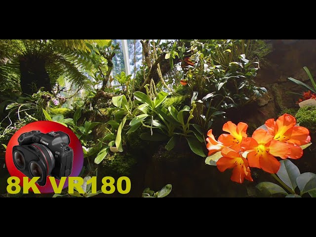 SINGAPORE FAMOUS ORCHID GARDEN COOL HOUSE slideshow 8K/4K VR180 3D (Travel Videos/ASMR/Music)