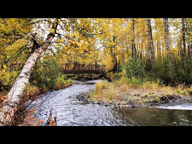 Autumn Babbling Brook & Bird Sounds | 6HR Sleep Study Relax Nature Sound ゴールドの紅葉, 水の流れる音, リラックス