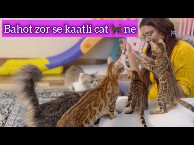 Bengal cat ne bite kardiya ..! Vlog