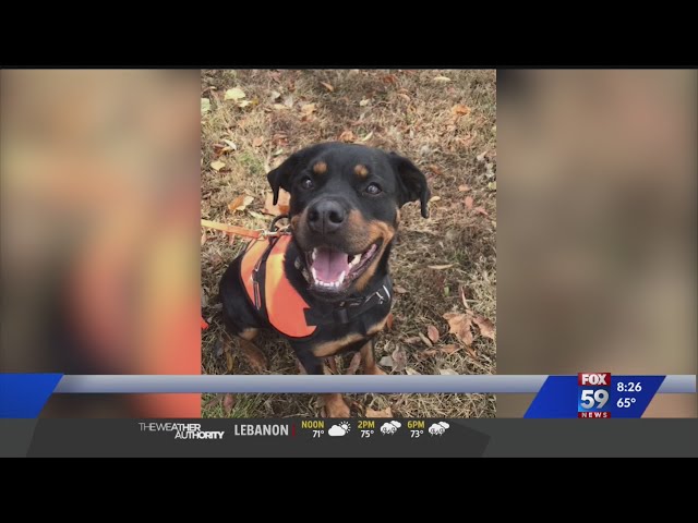 Indianapolis dog named All-American dog, will appear in national calendar