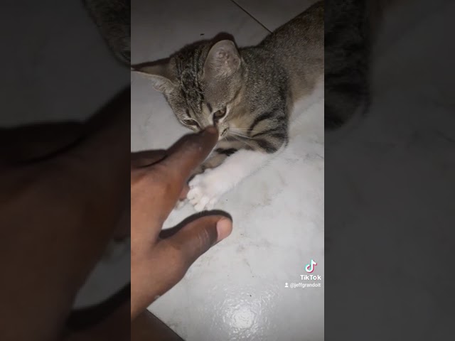 le chat prendre mais doigts pour un souris